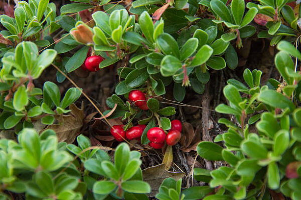 A close up of some berries on the bush