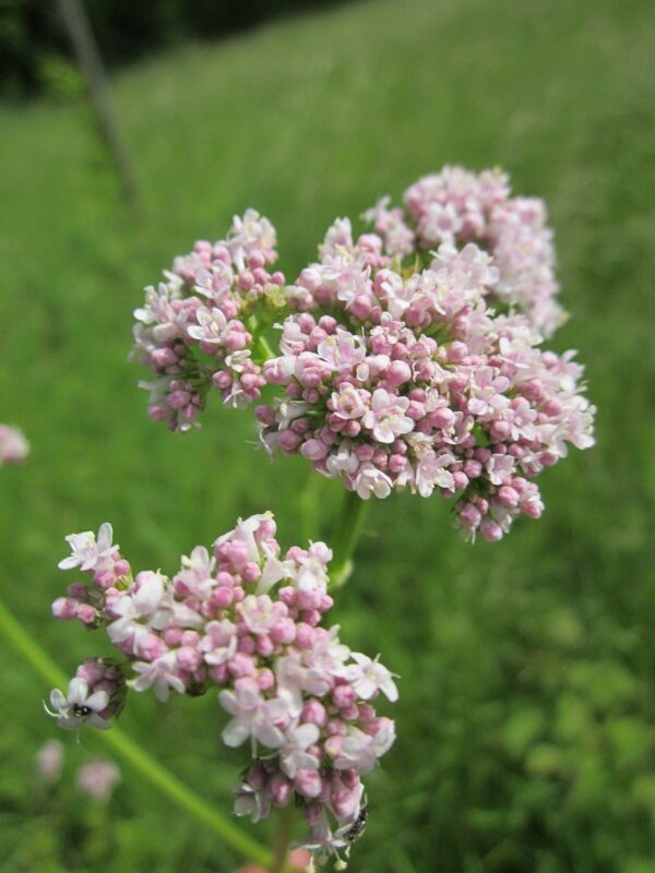 A close up of some pink flowers in the grass