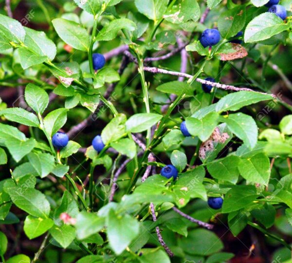 A close up of some blueberries growing on the bush