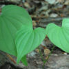 Two green leaves on the ground in a forest.