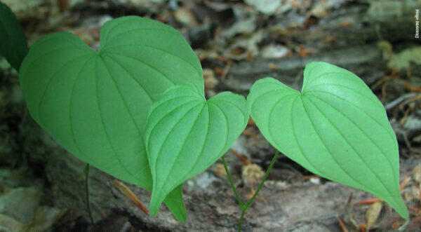 Two green leaves on the ground in a forest.