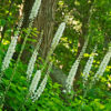 A close up of some white flowers in the grass