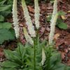 A plant with white flowers growing in the middle of it.